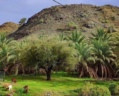 ریگان