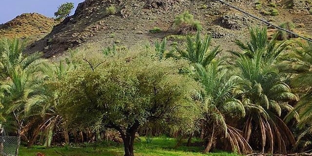 ریگان