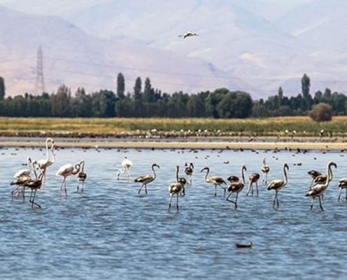 کانی برازان
