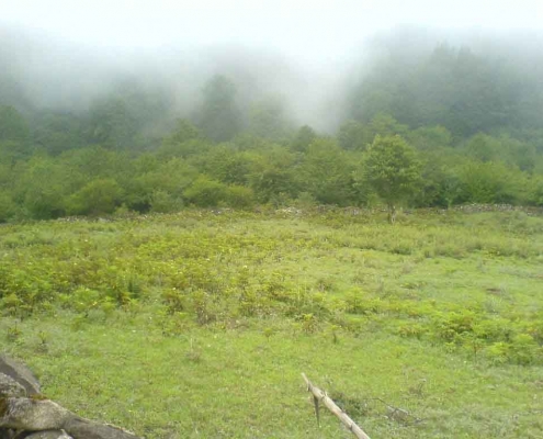جنگل الیمستان