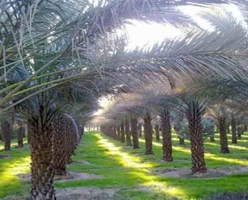 سعدآباد