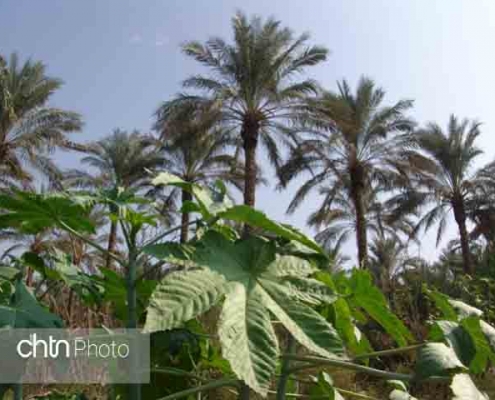 خاییز