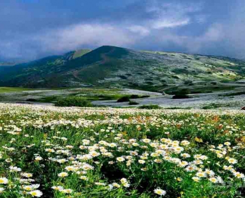 گردشگری
