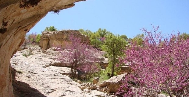 ارغوان