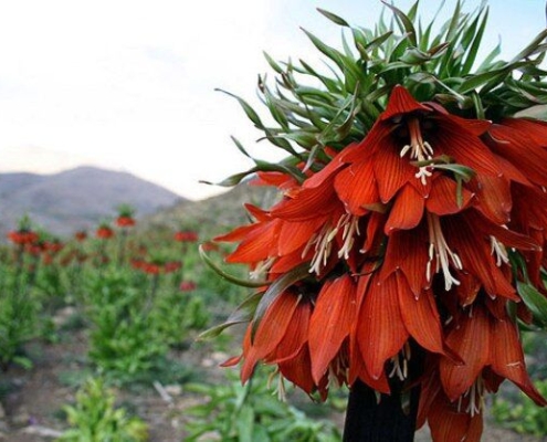 گلستان