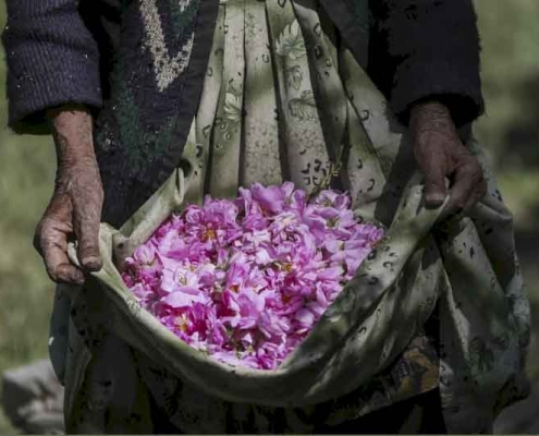 گل محمدی