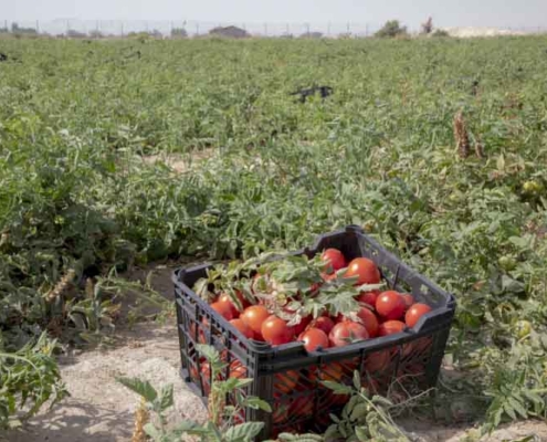 گردشگری کشاورزی