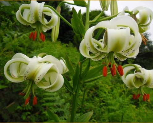سوسن چلچراغ