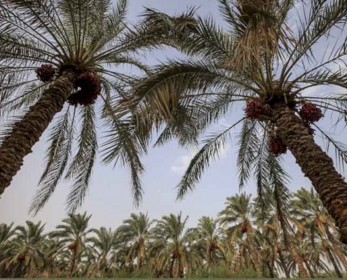 کهنوج