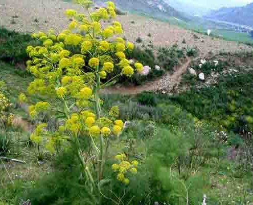 گردشگری روستایی