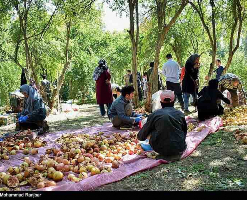 گردشگری کشاورزی